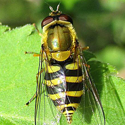 Syrphus ribesii